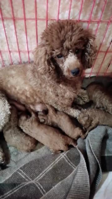 虎妞的爆料视频大全集,揭秘娱乐圈不为人知的秘密 第3张 虎妞的爆料视频大全集,揭秘娱乐圈不为人知的秘密 第3张