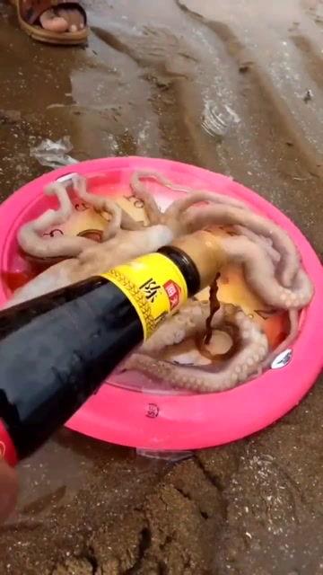 吃瓜网红章鱼,揭秘娱乐圈幕后真相 第3张 吃瓜网红章鱼,揭秘娱乐圈幕后真相 第3张